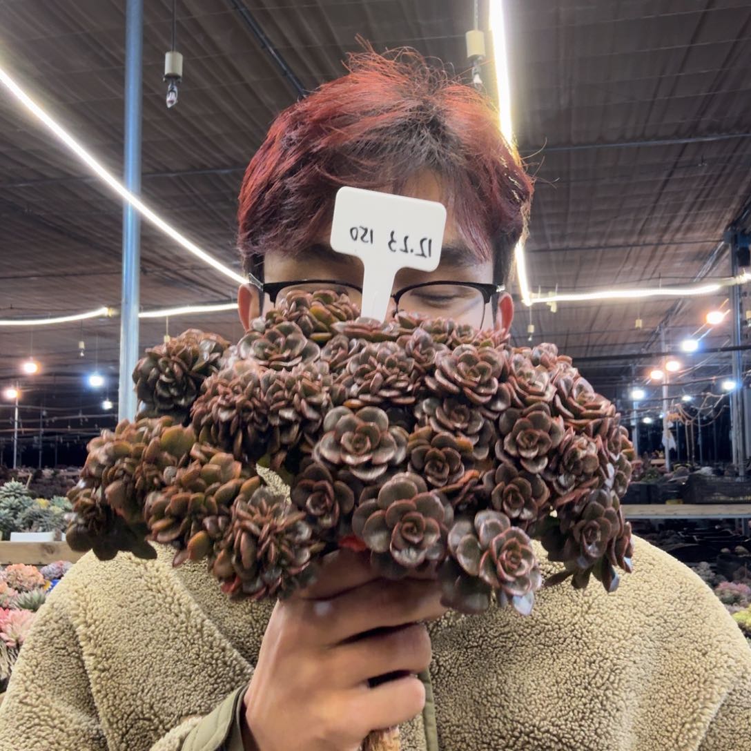 一物一拍巧克力缀180