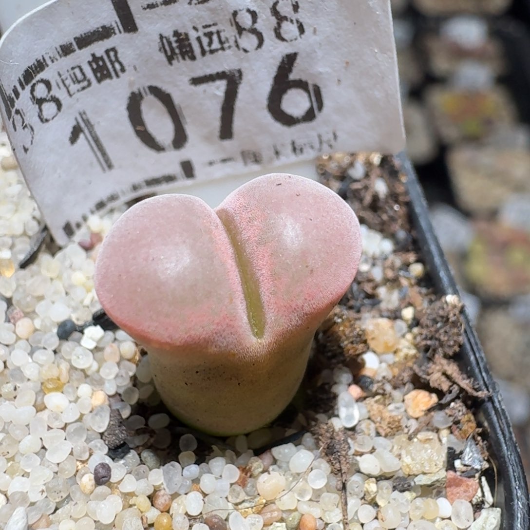 Zzz捡漏福利走起1076红宝石