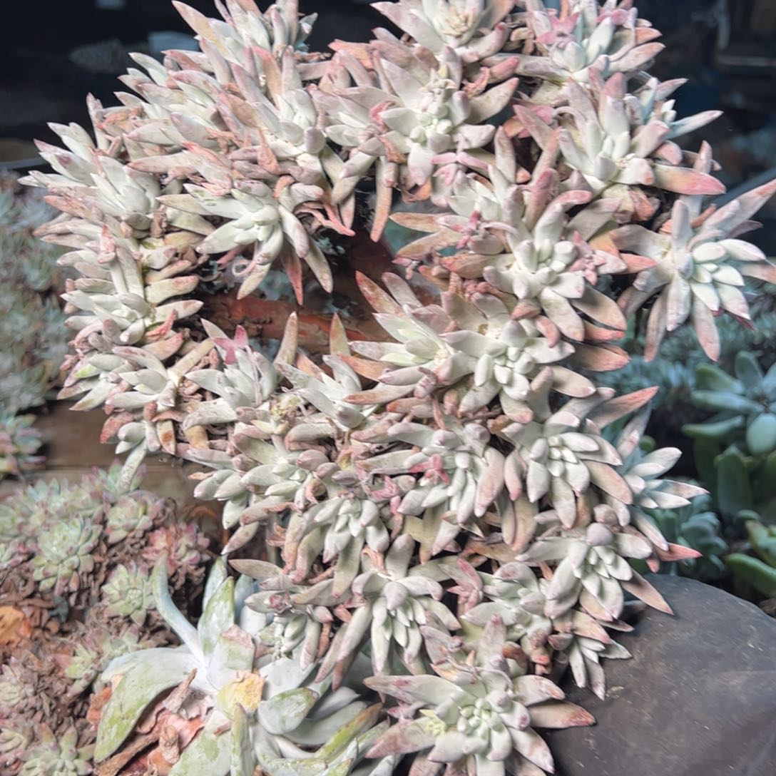 8732千寿哈哈哈哈哈