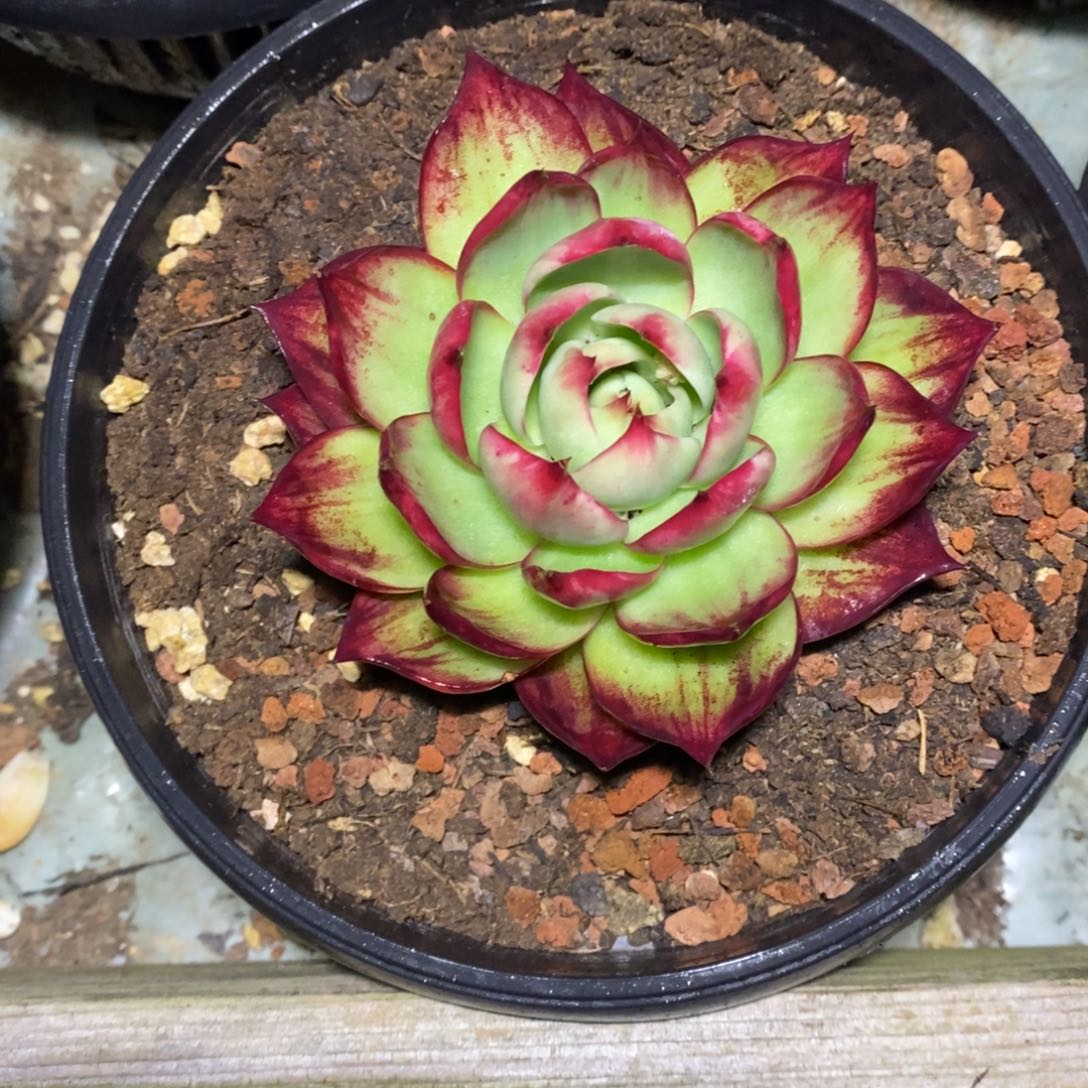 @***浅          26。       