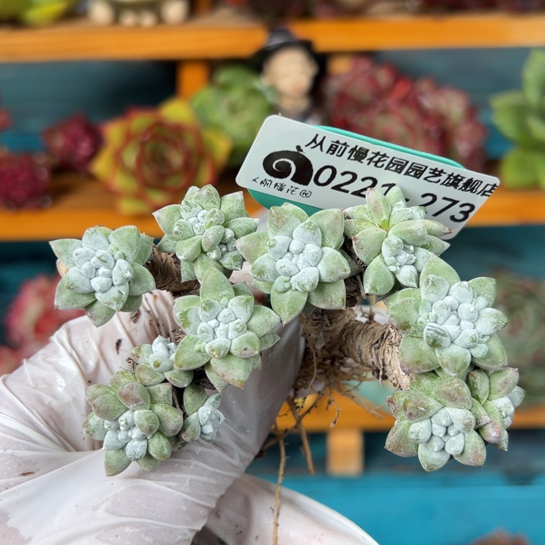 从前慢多肉精选编号0221.273