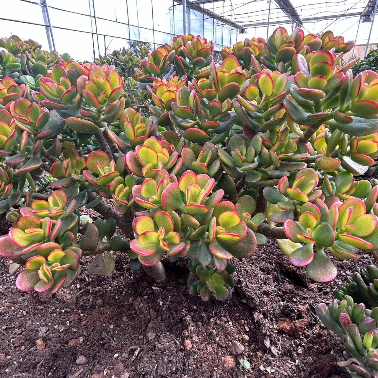 精品姬红花月摇钱树多肉 好种好养  