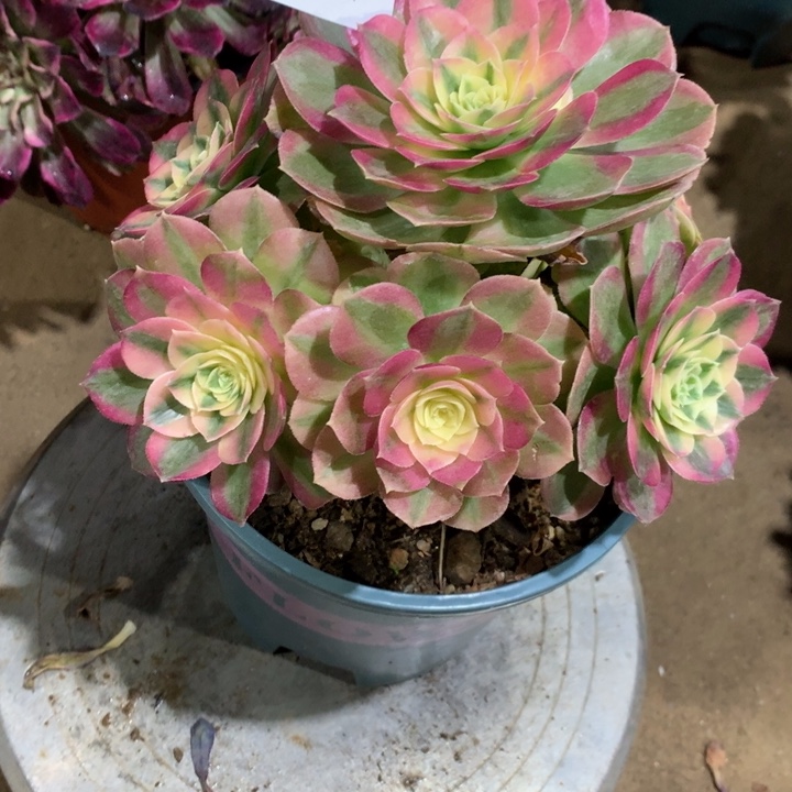 1611玉资多肉植物