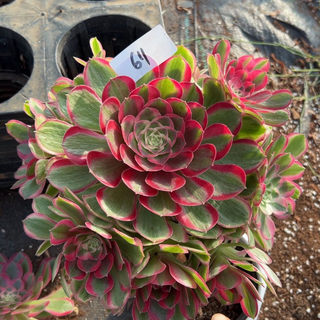 多肉植物611脱土的