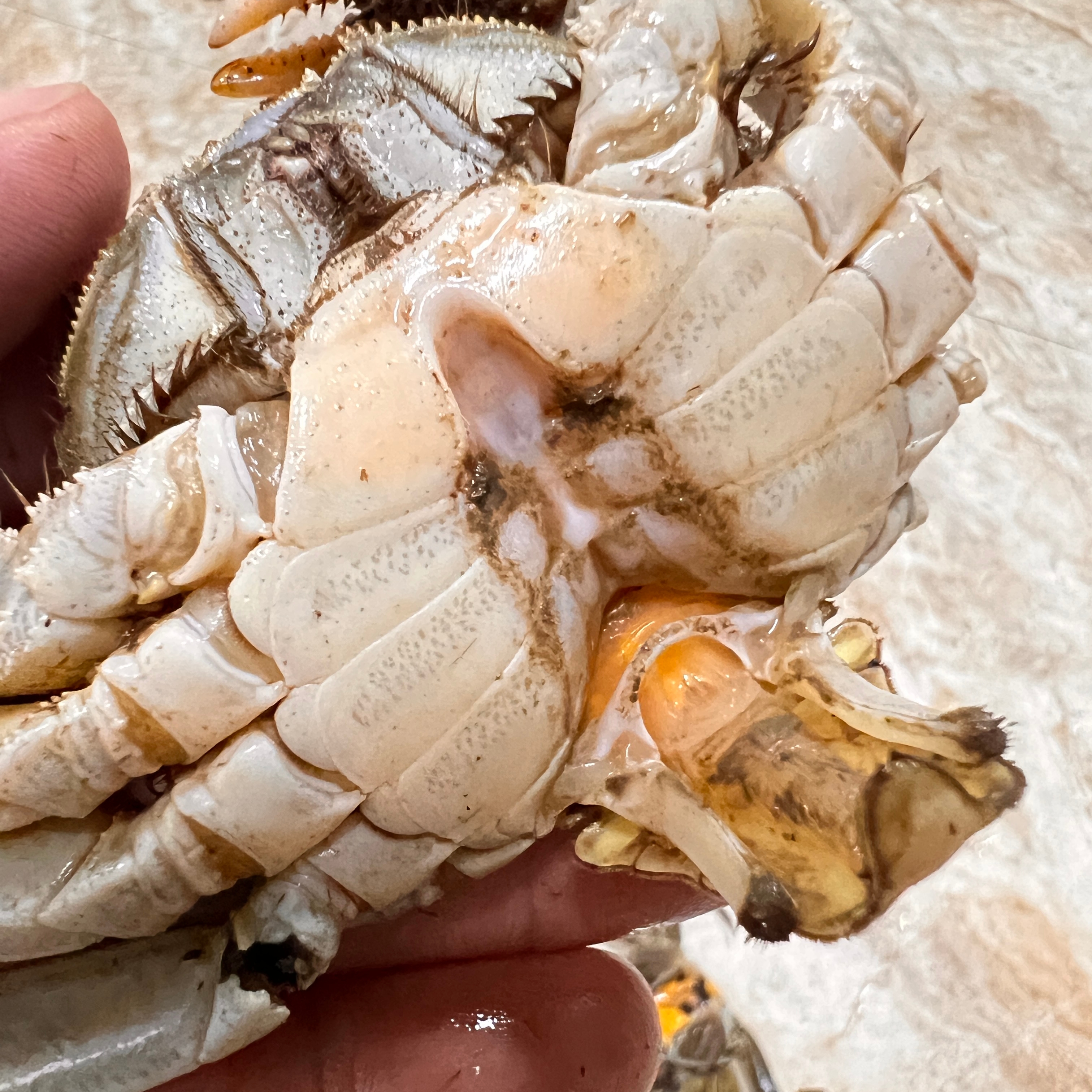 毛爪【六月黄】1.4-1.6两3斤包邮