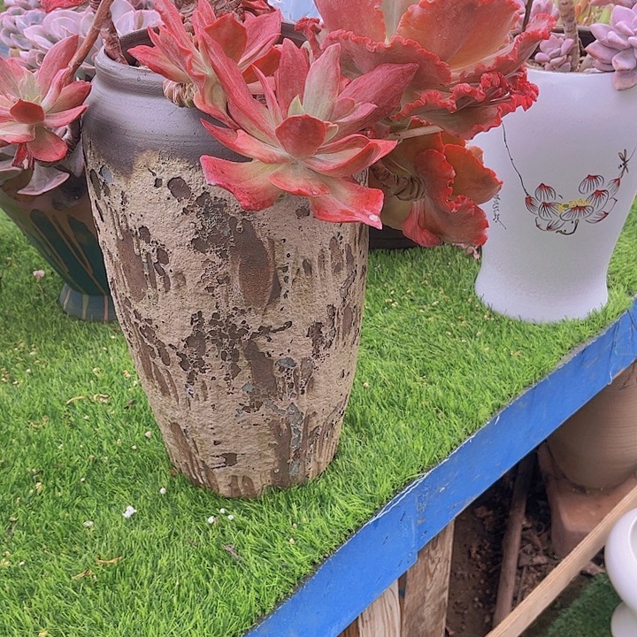 *****带盆发货哈哈哈哈哈哈哈哈哈
