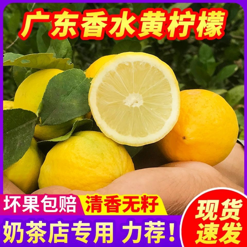 广东无籽香水柠檬黄果奶茶店专用新鲜柠檬水青黄果无籽柠檬鲜果