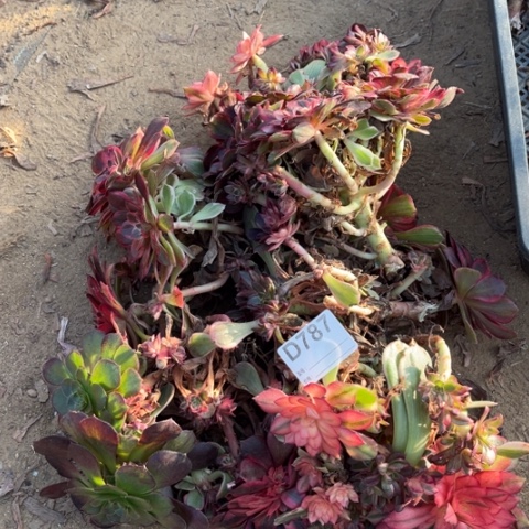 多肉植物黑魔锦一堆