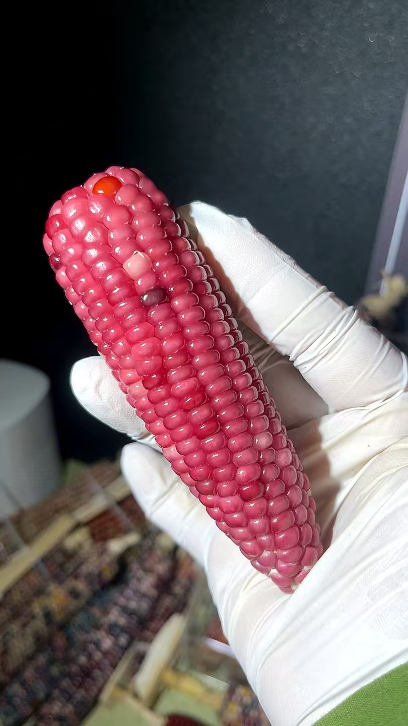 七彩宝石文玩玉米一物一拍天然卧室挂件手把件家用可盘玩请勿私拍