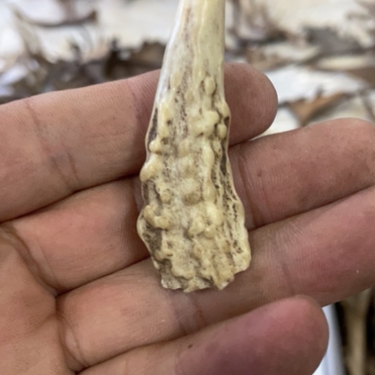 大叶紫檀（黑酸枝木类）