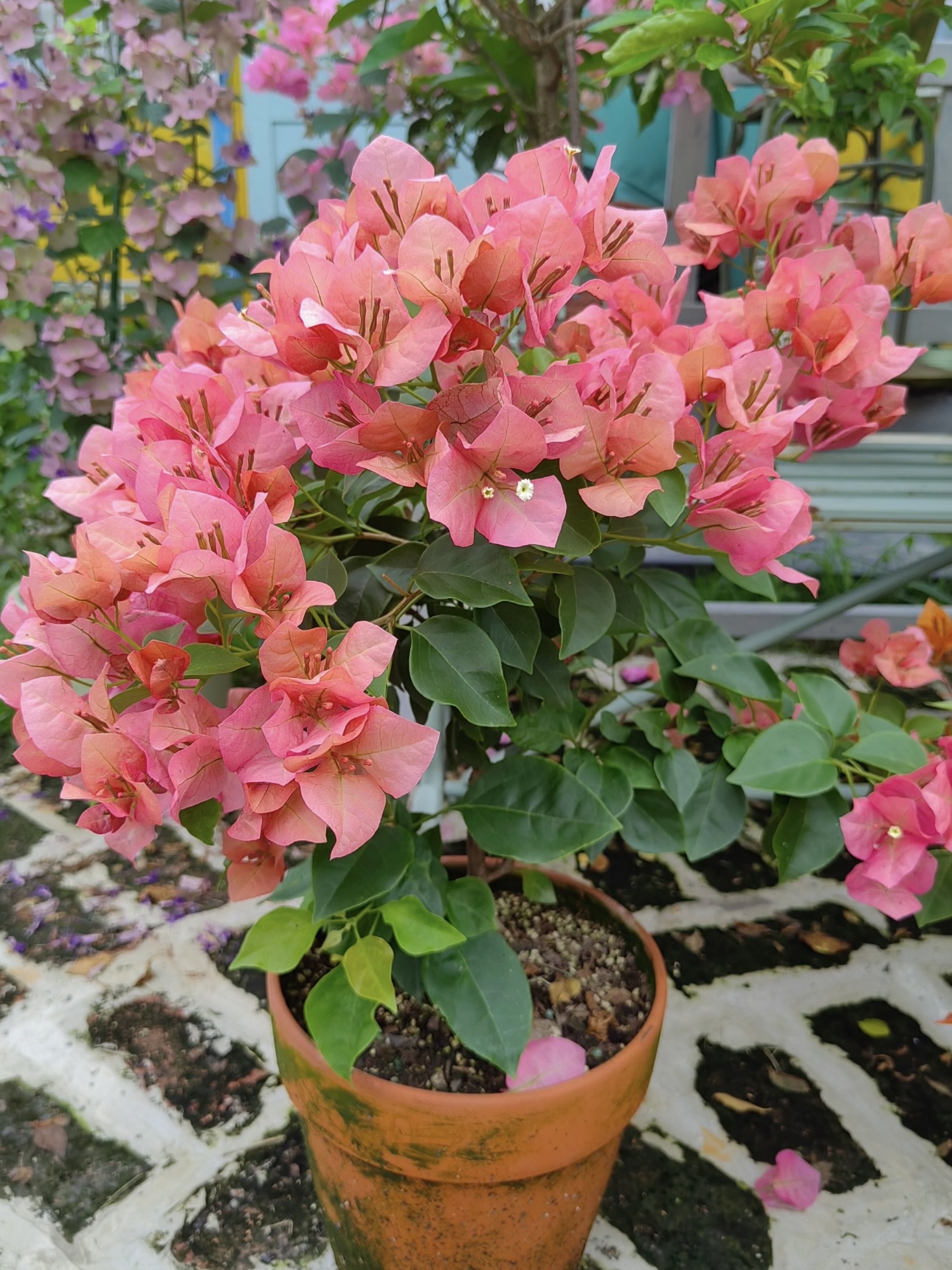 【不甜西瓜】三角梅盆栽植物四季花
