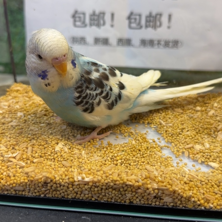 虎皮鹦鹉大头虎皮鹦鹉