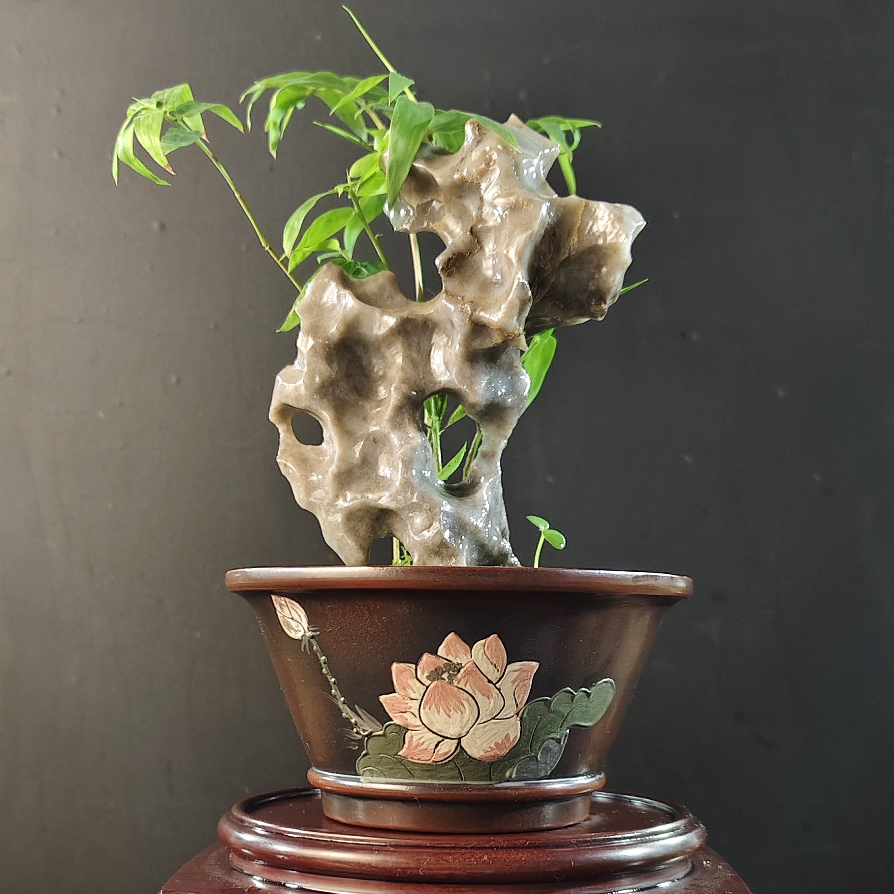 盆景，凤尾竹，玉玲珑，全手工紫砂盆，盆口9，高度20