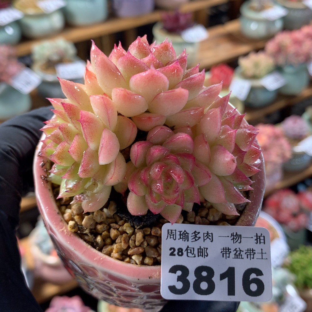 精控多肉植物3816