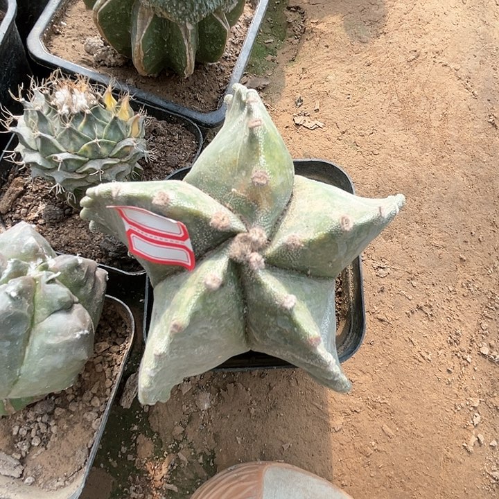 完全开放鸾凤玉1