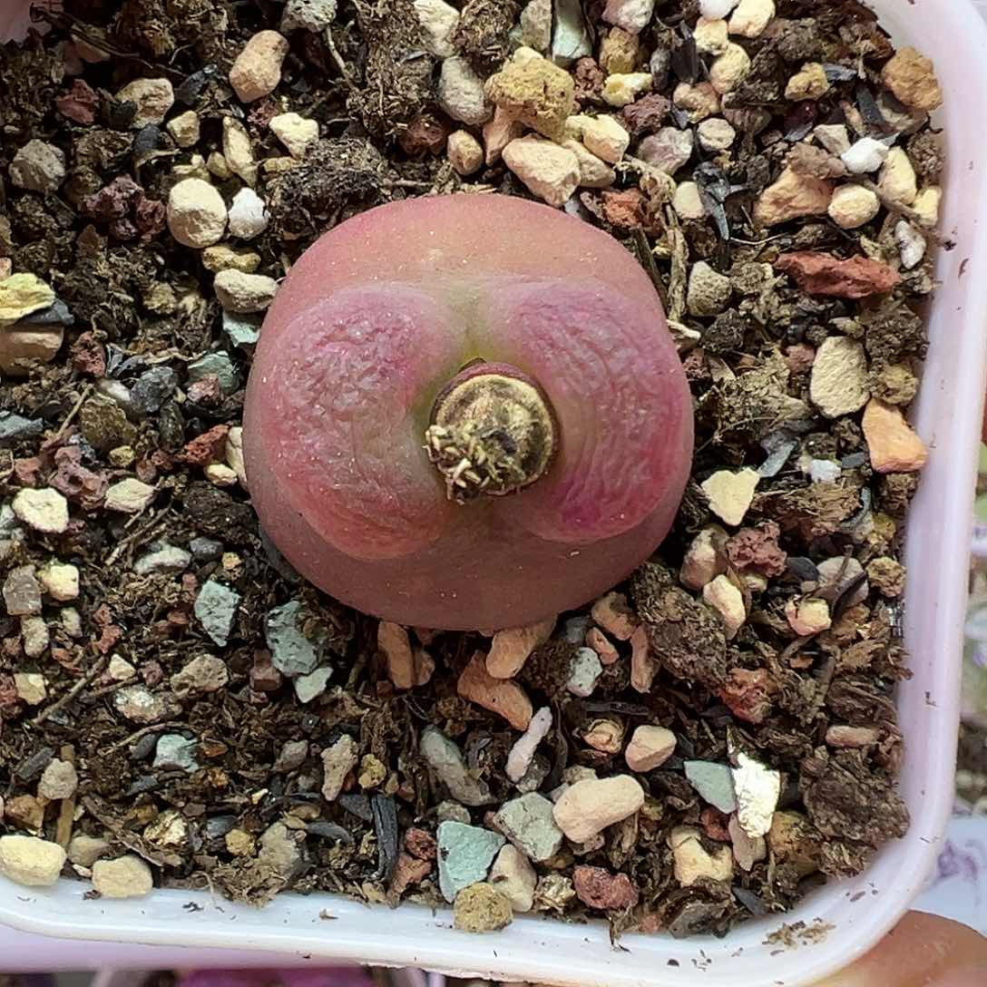 692毛汉尼带盆土发货