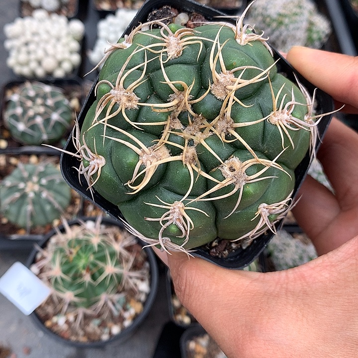 398 实生高木海王7厘米