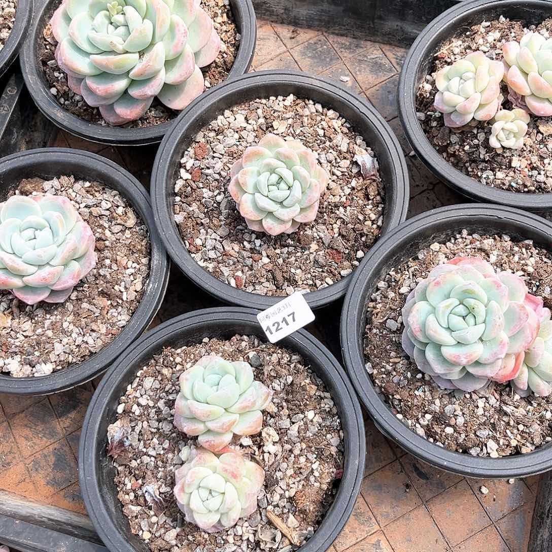 阿雅园艺。    1217