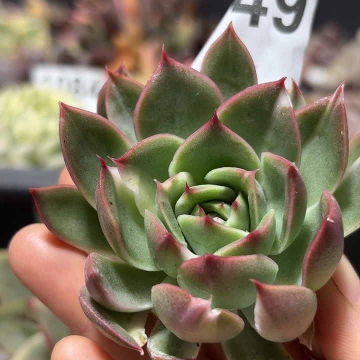 头盖锦肉植物满18包邮