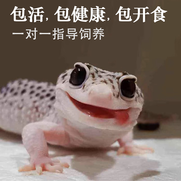 新店特惠豹纹守宫蜥蜴活体爬宠入门易养温顺可爱好养