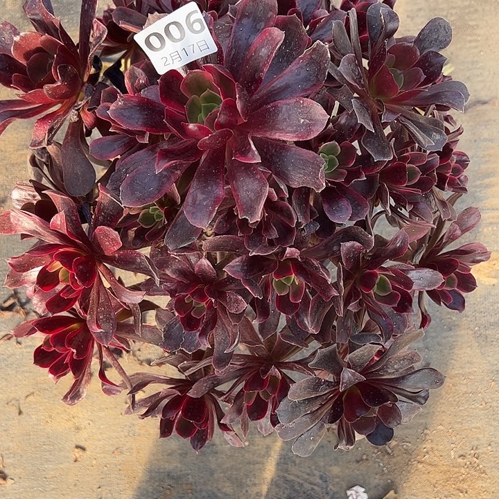 2.17-6赤霞飞多肉植物