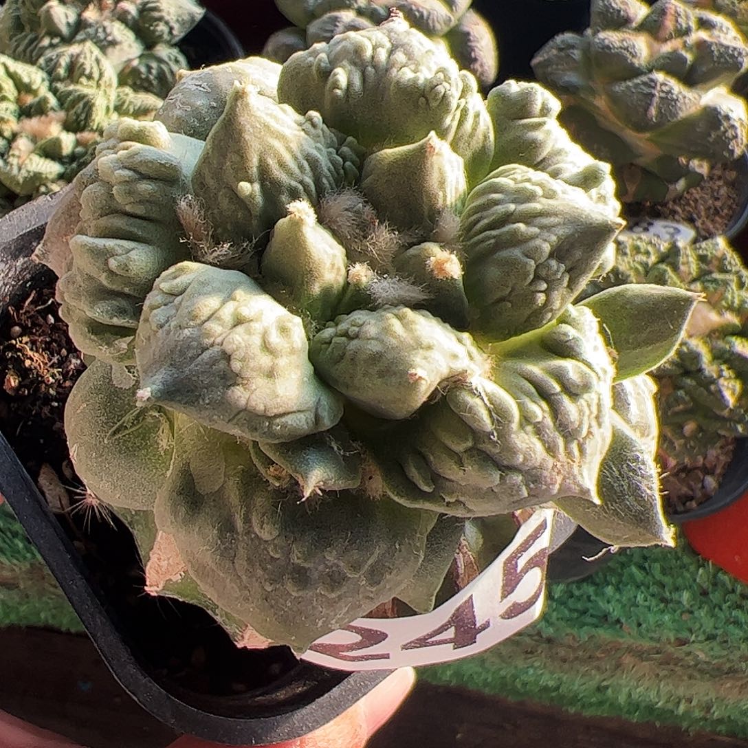 无花朵福利怒涛牡丹带个侧芽245