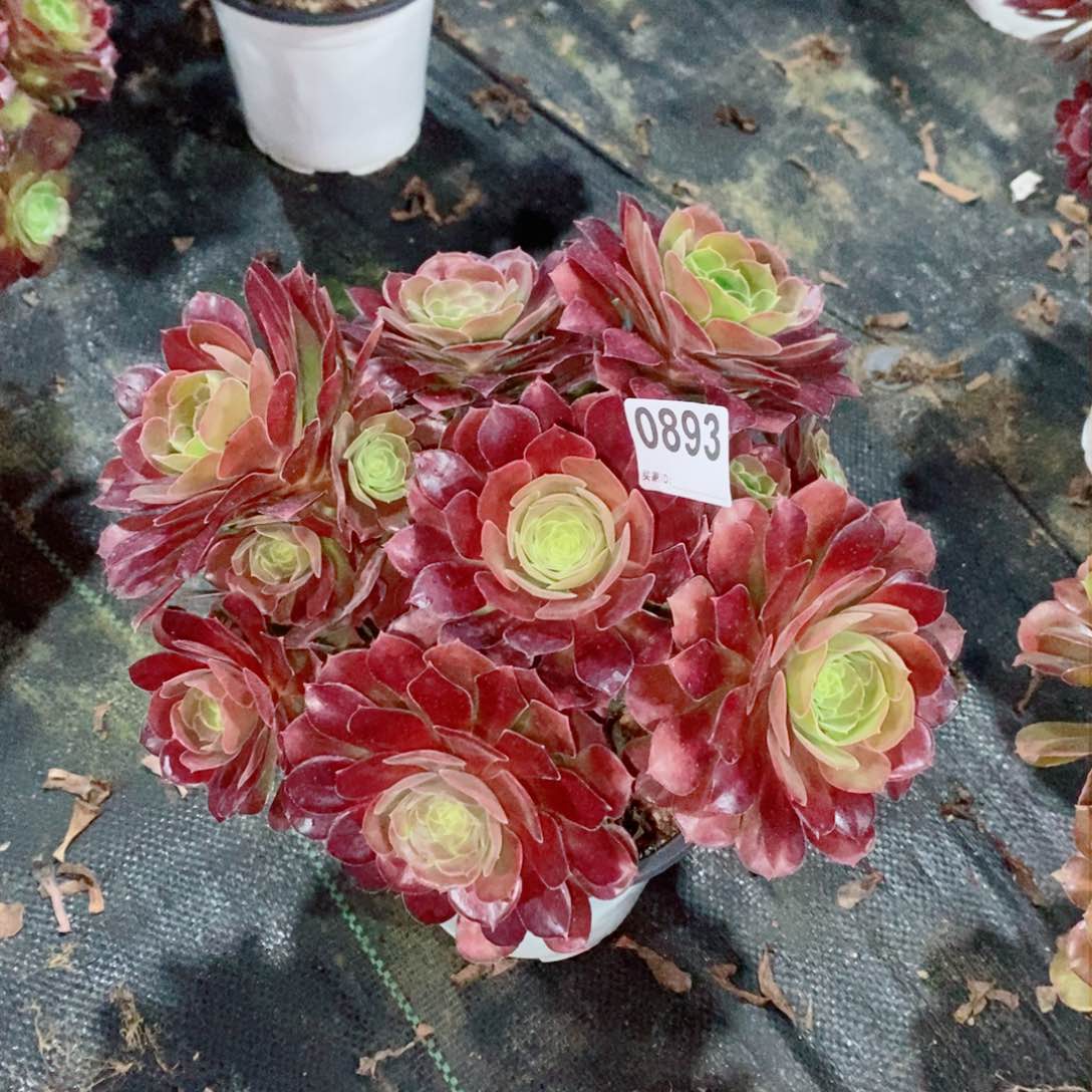 荷兰玫瑰893多肉1111