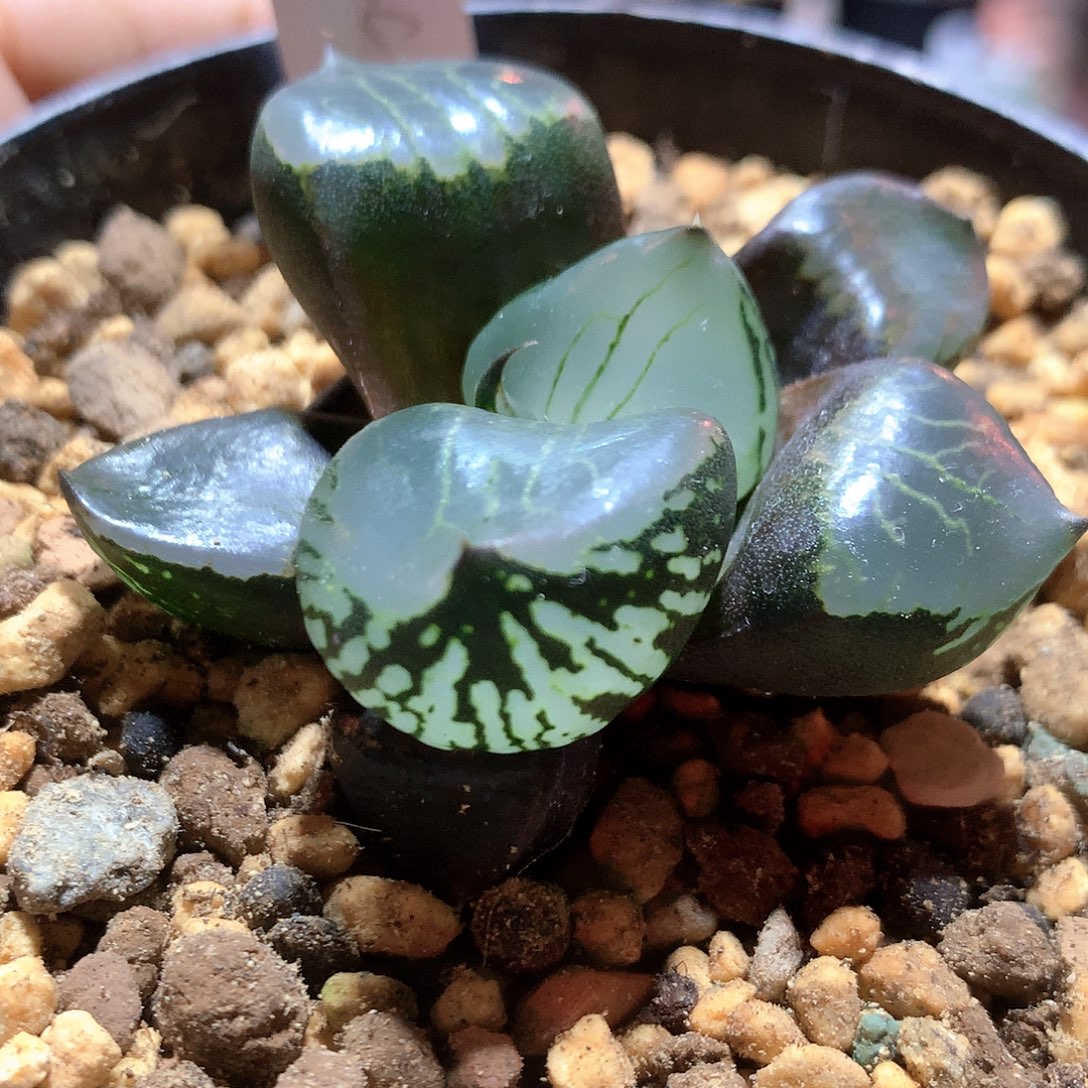 实生大型墨麒麟实生 尺寸5.3cm