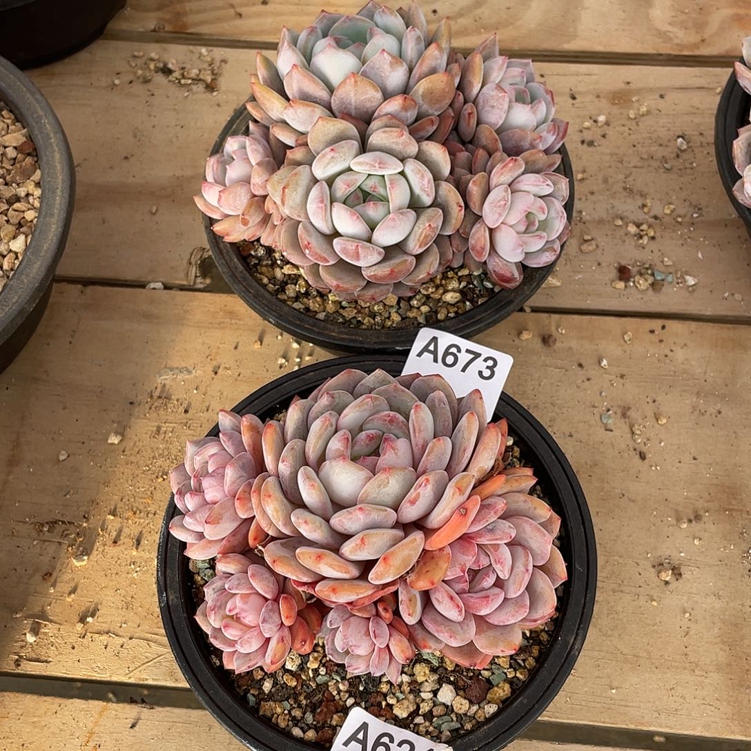 Y***a673多肉植物多肉植物