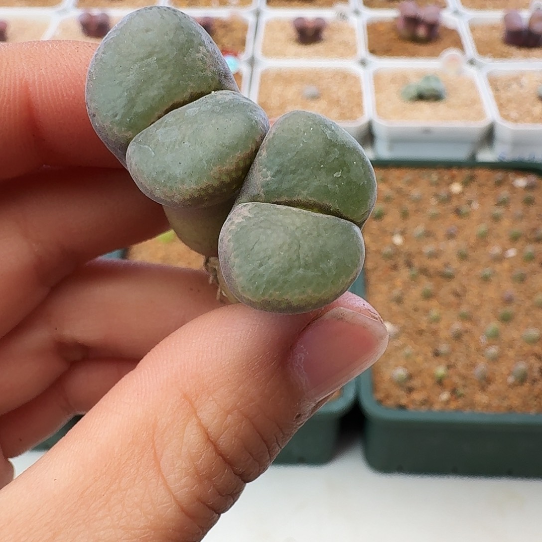多肉植物福利肉锥326