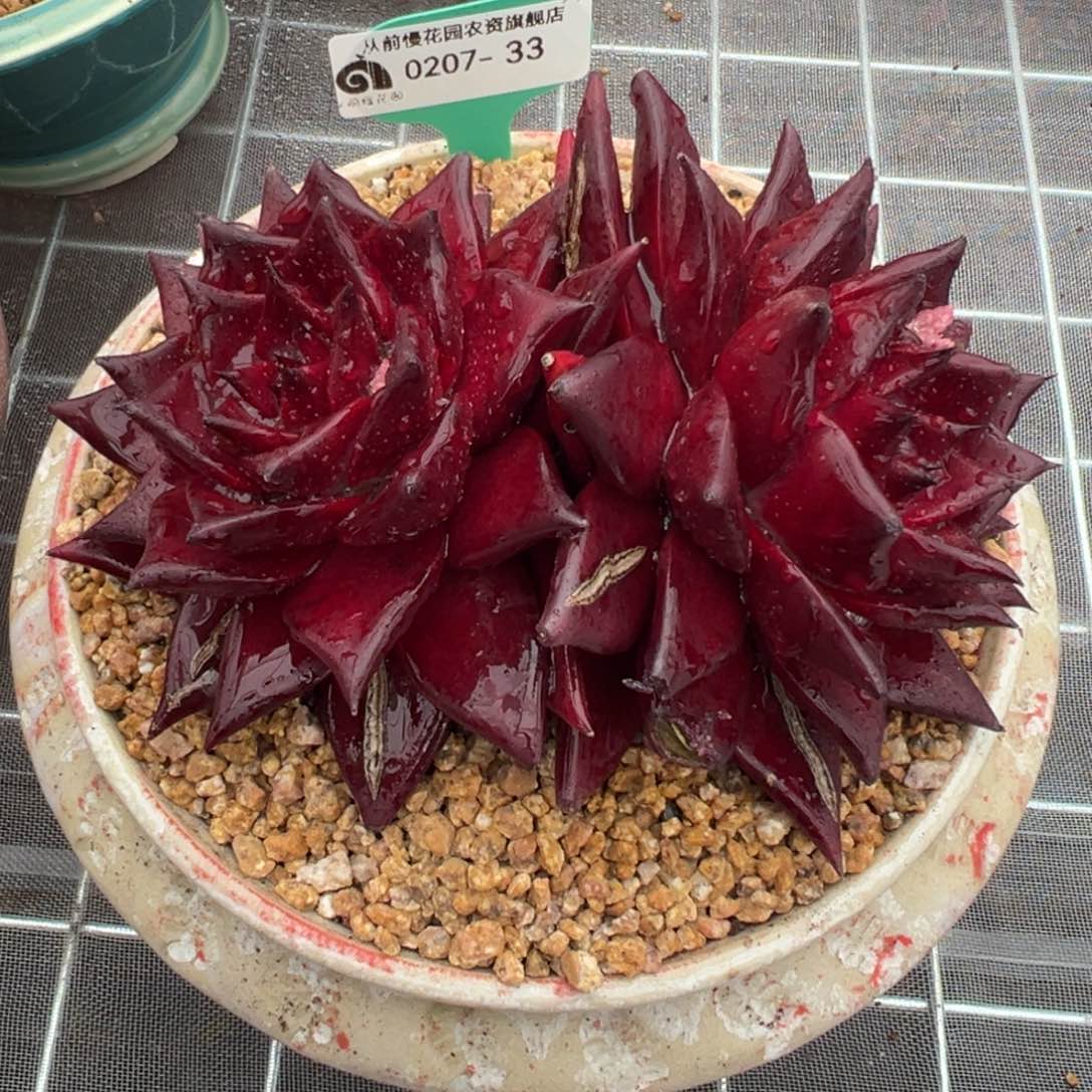 从前慢多肉精选编号0207.33