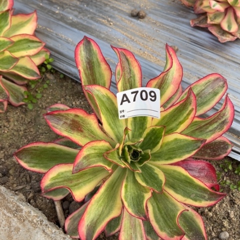 多肉植物魅影捧花