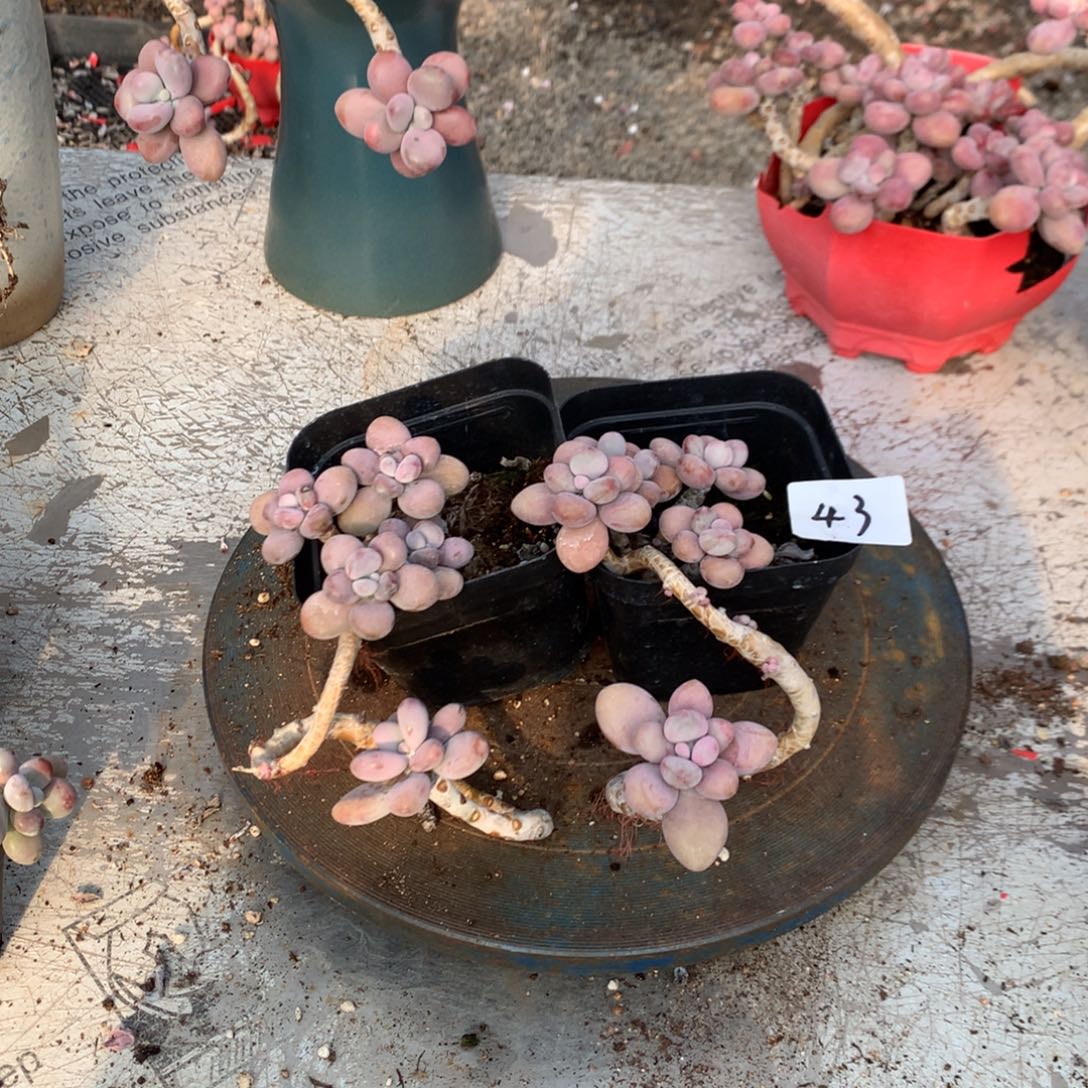 桃蛋老桩不带盆43号