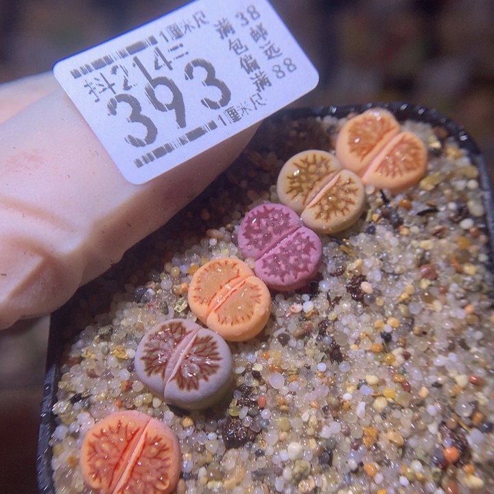 精品生石花214.393