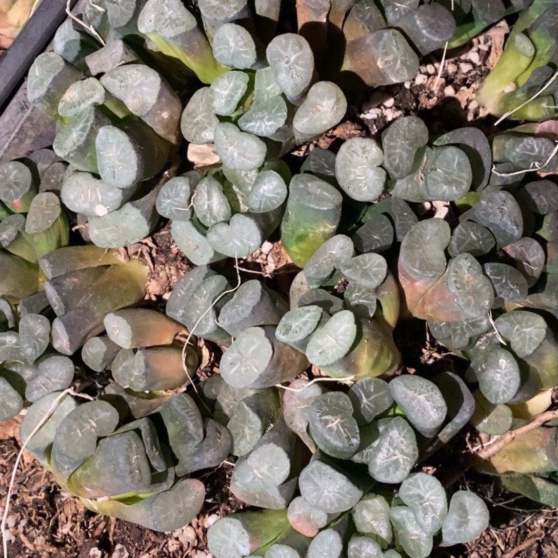 2615 一颗实生超大万象 