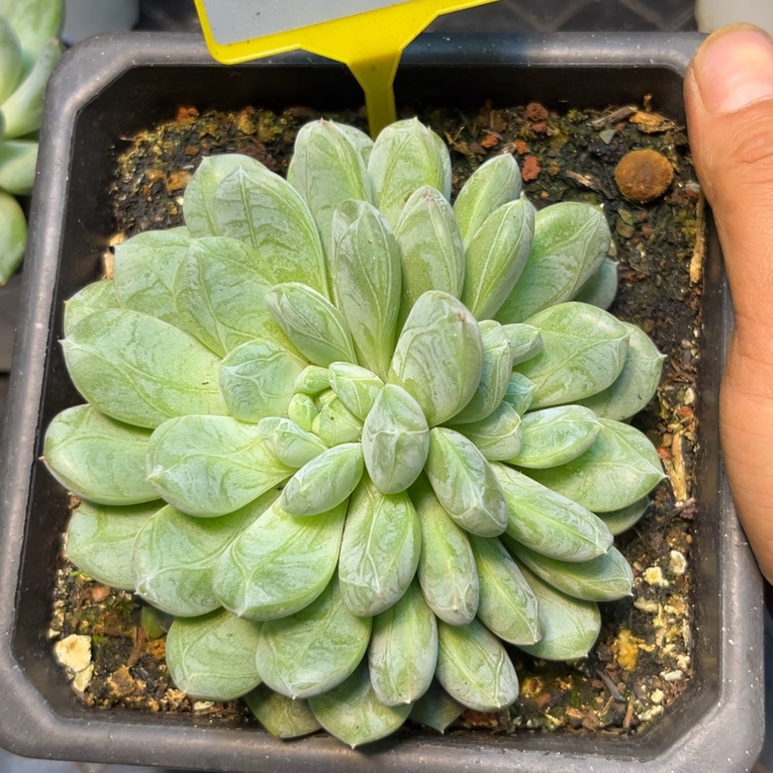 多肉植物百搭翡翠934