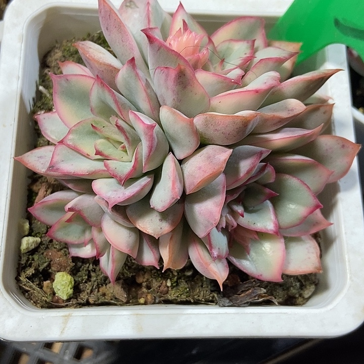 多肉植物月光女神锦913