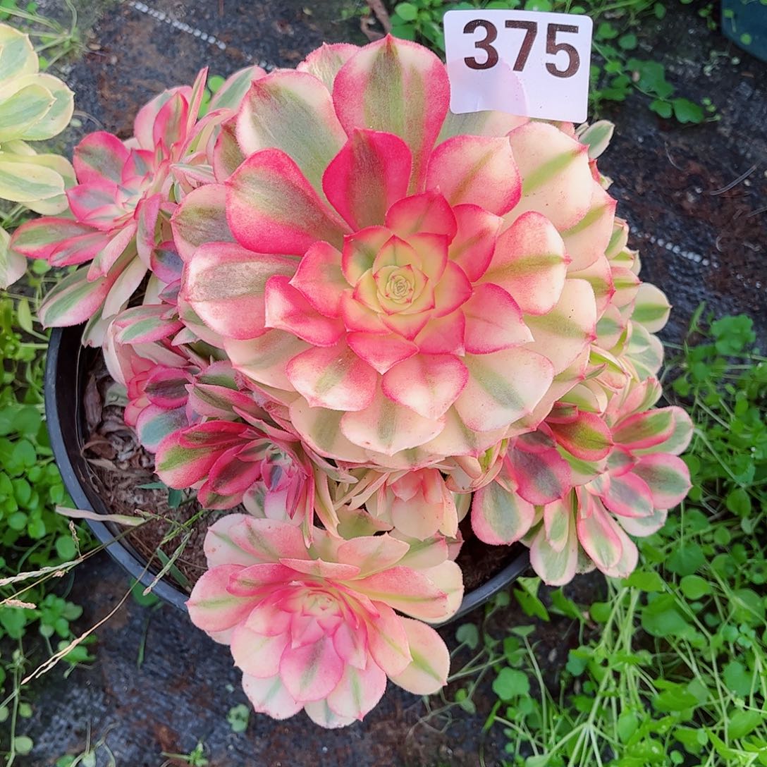 无花朵多肉植物375