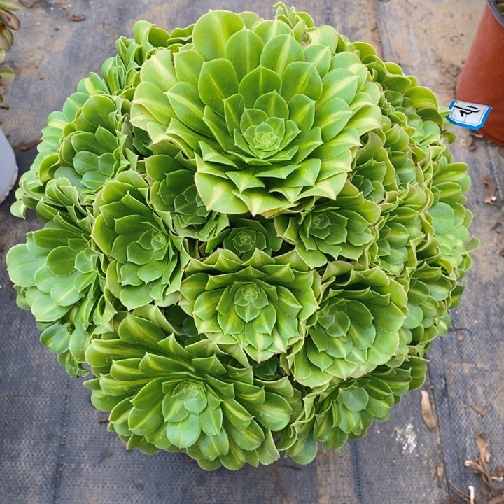 172翡翠琉璃多肉法师