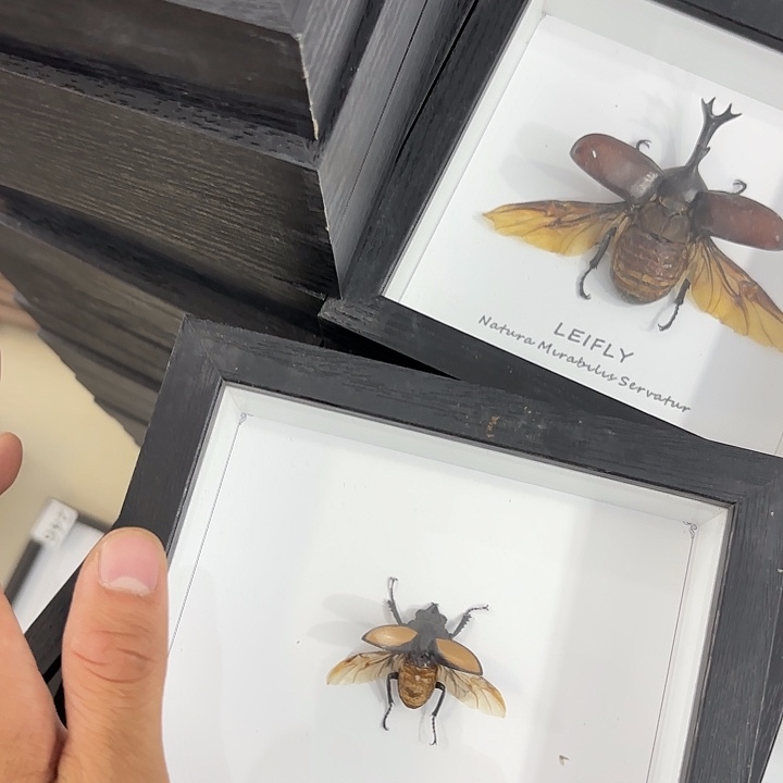 甲虫标本随机发一个