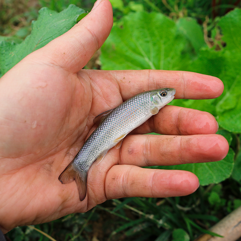 青龙棒鱼四川发货淡水养殖食用观赏均可杂食