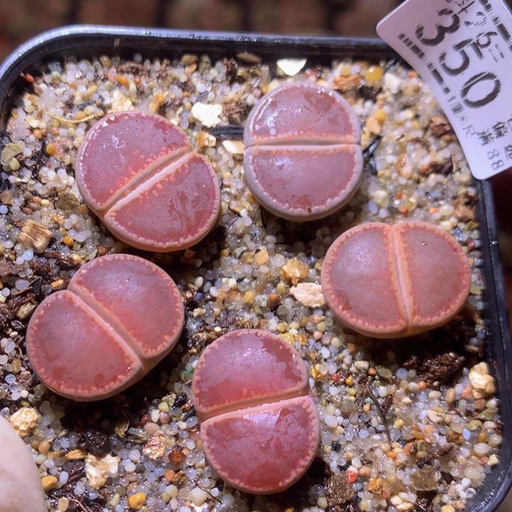 精品生石花26.350