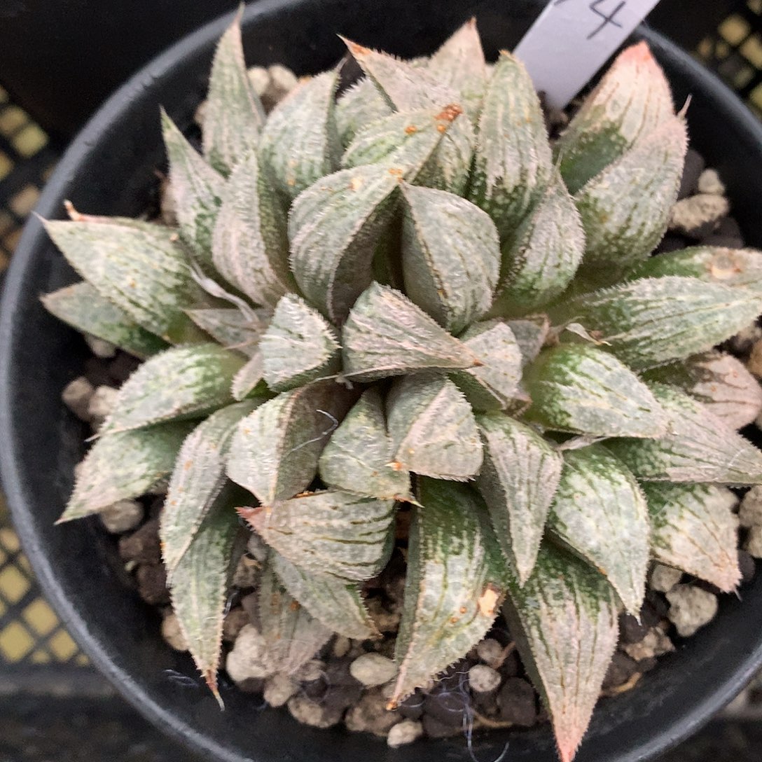 是实生寿tkoutunlu