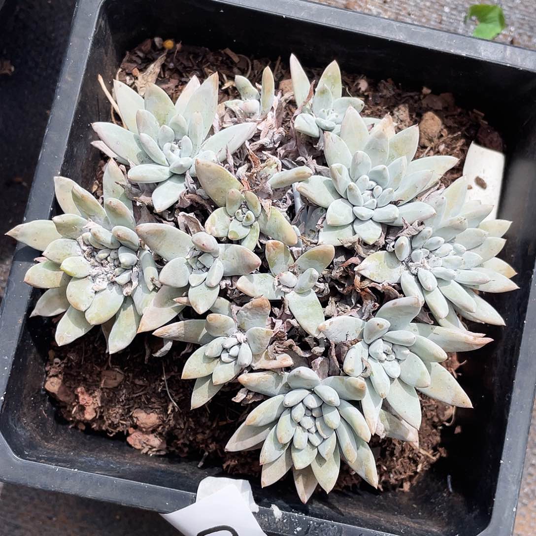 仙女杯老桩群生4130