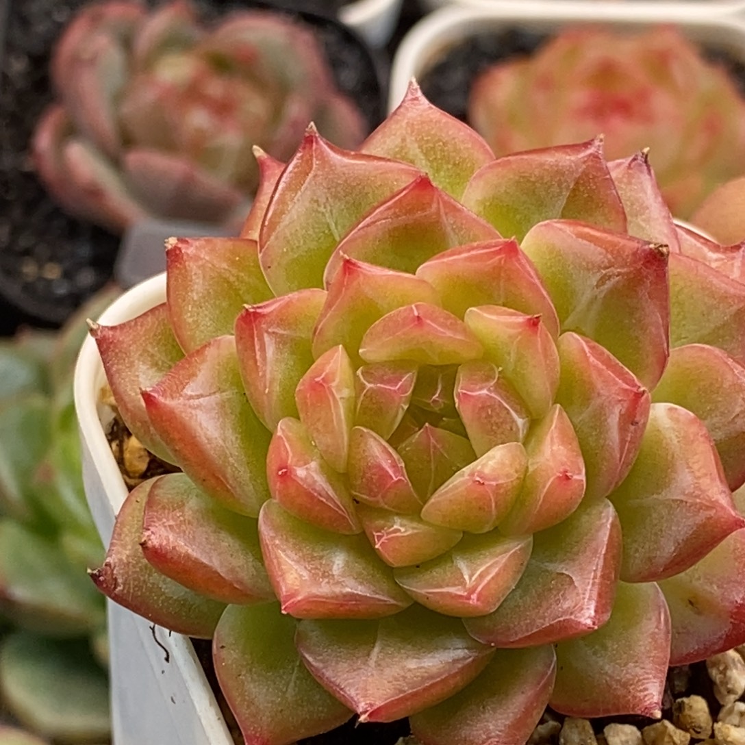 天官赐福百无禁忌