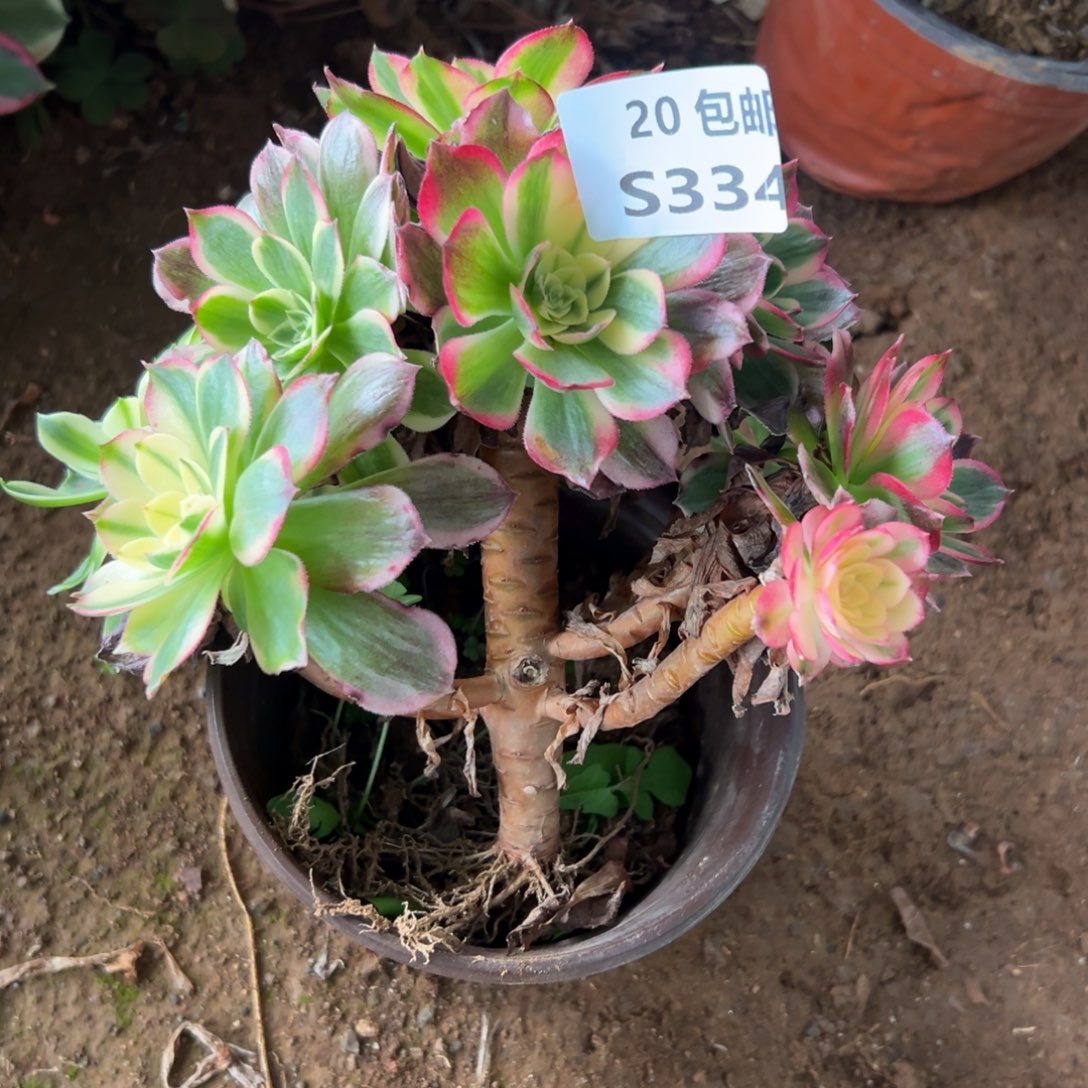 334海王，处理，满20包邮