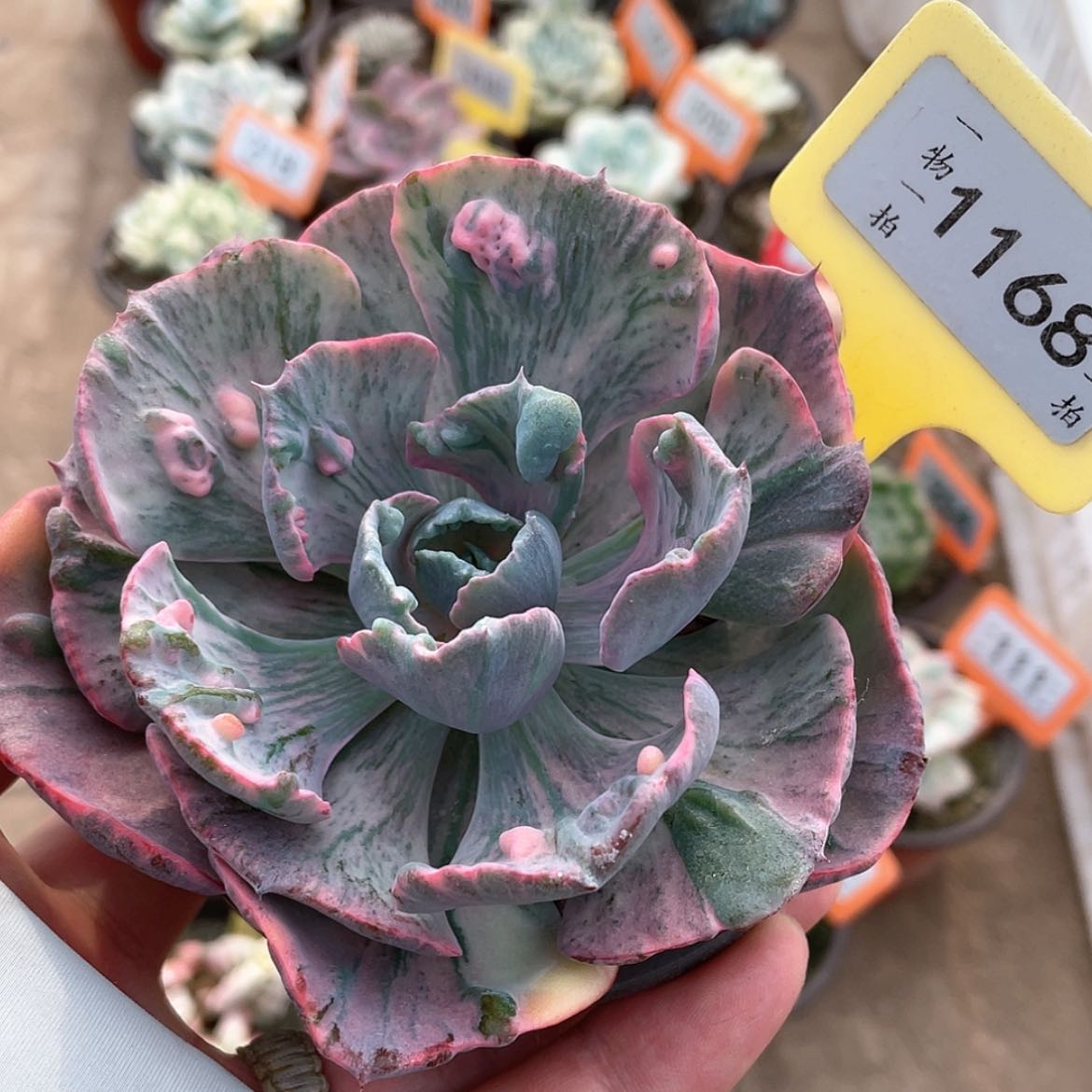 【闪购商品】无花朵1168号