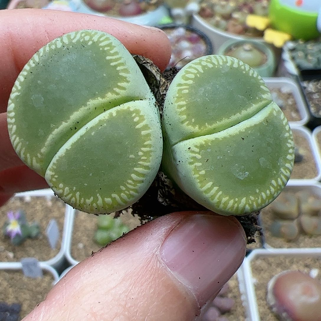 【闪购商品】205 双12福利