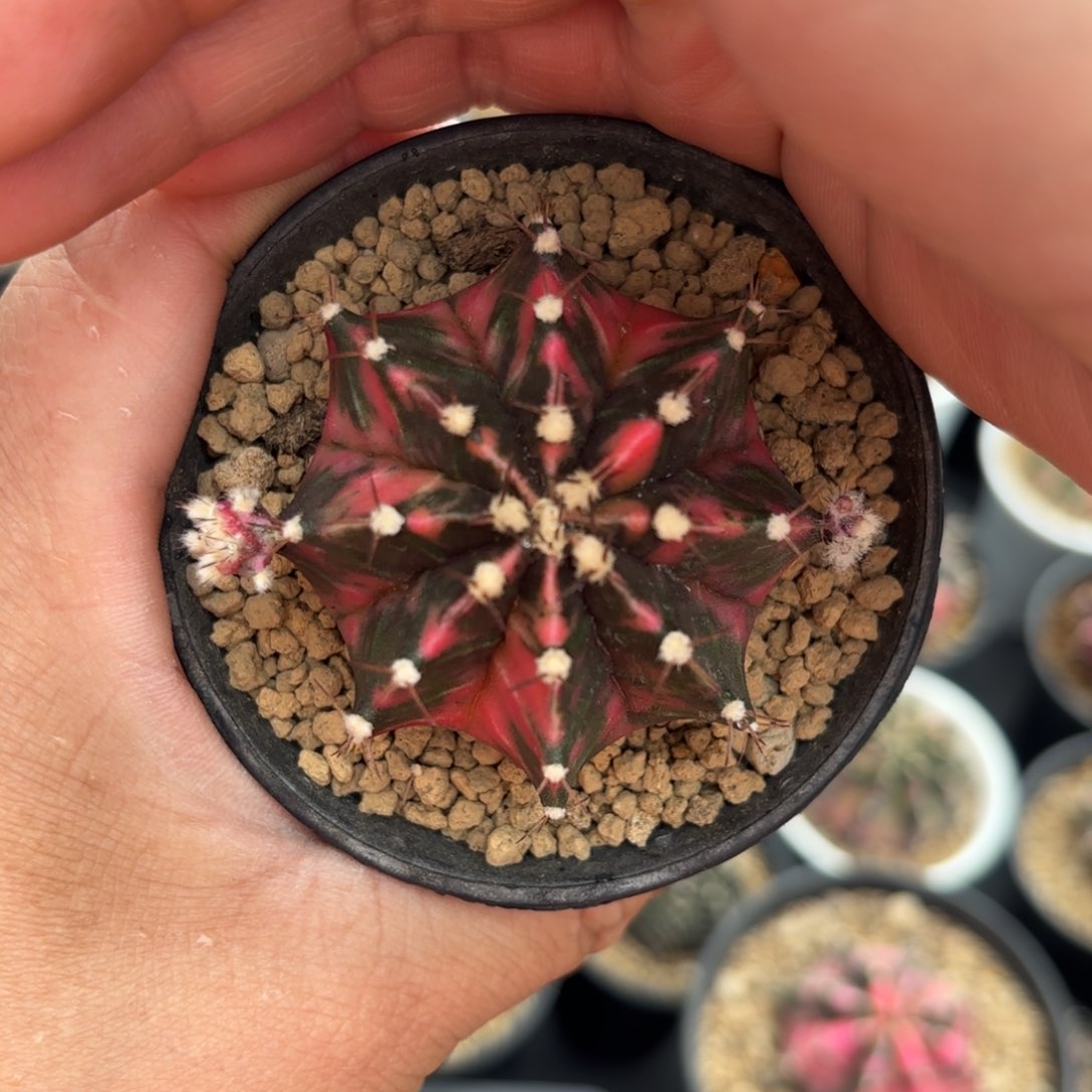 泰系米哈仙人球16