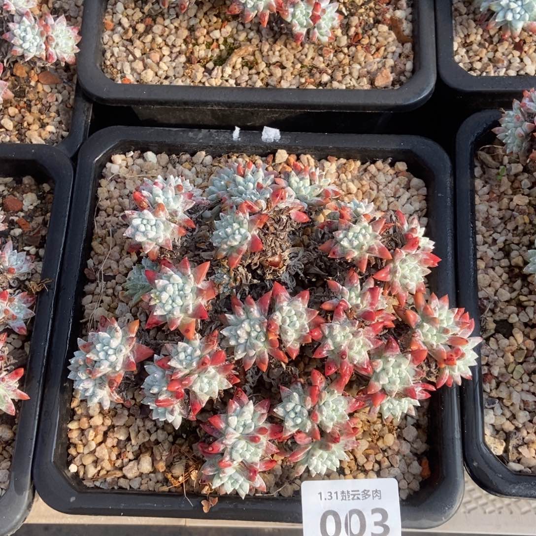 003白菊多肉植物啦啦啦